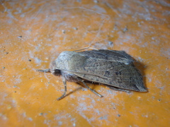Conistra veronicae