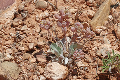 Physaria acutifolia
