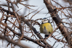 Cyanistes caeruleus