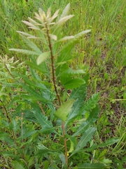 Morella cerifera image