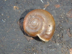 Zonitidae
