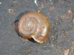 Zonitidae