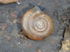 Zonitidae