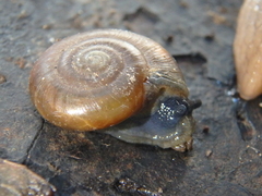 Zonitidae