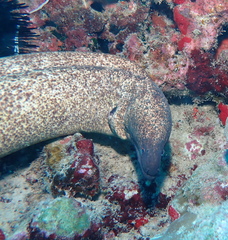 Gymnothorax flavimarginatus