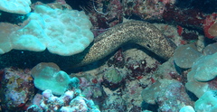 Gymnothorax flavimarginatus