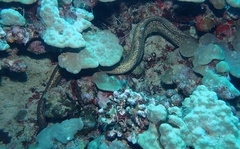 Gymnothorax flavimarginatus