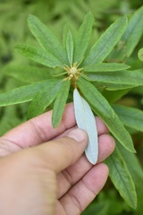 Rhododendron hypoleucum