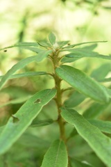 Rhododendron hypoleucum