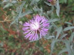 Centaurea jacea substituta