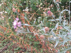 Centaurea jacea substituta