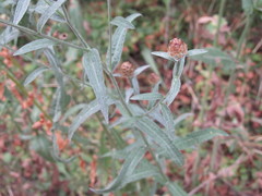 Centaurea jacea substituta