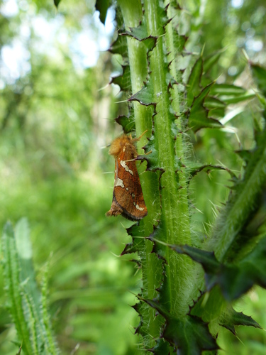 Phymatopus hecta
