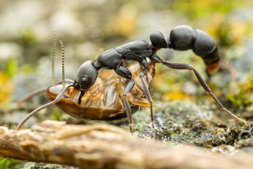 Ant (Leptogenys falcigera) photo 4