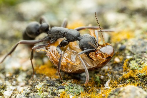 Ant (Leptogenys falcigera) photo 5