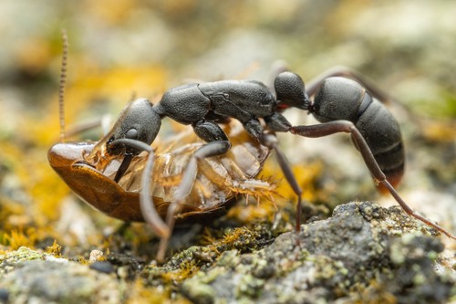 Ant (Leptogenys falcigera) photo 3