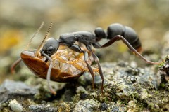 Leptogenys falcigera