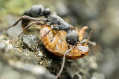 Leptogenys falcigera