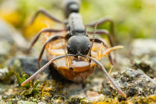 Ant (Leptogenys falcigera) photo 2