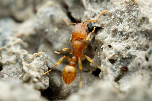 Groove-headed Fierce ant photo 3