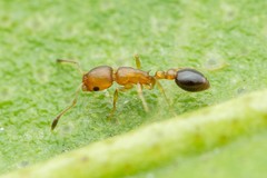 Cardiocondyla obscurior