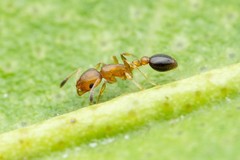 Cardiocondyla obscurior