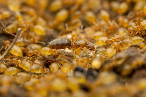 Little Yellow Ant photo 3