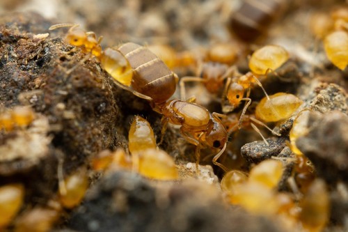 Little Yellow Ant photo 2