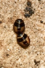 Sciocoris macrocephalus