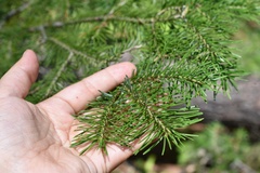 Abies nephrolepis