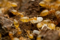 Plagiolepis alluaudi