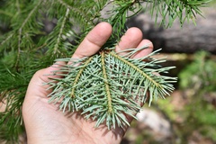 Abies nephrolepis