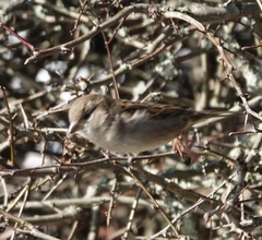 Passer domesticus