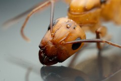 Camponotus variegatus