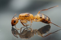 Camponotus variegatus