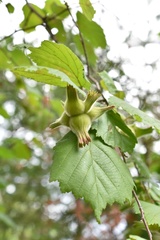 Corylus sieboldiana mandshurica