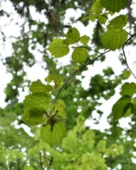 Corylus sieboldiana mandshurica