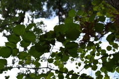 Corylus sieboldiana mandshurica