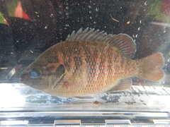 Lepomis miniatus