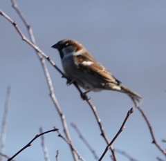 Passer domesticus