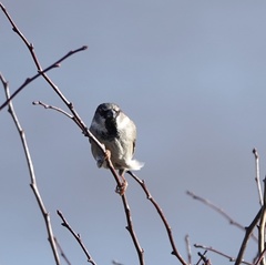 Passer domesticus
