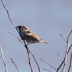Passer domesticus
