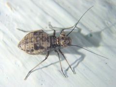 Mesopsocidae