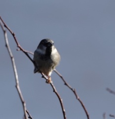 Passer domesticus