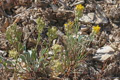 Physaria subumbellata