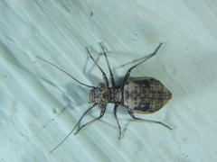 Mesopsocidae