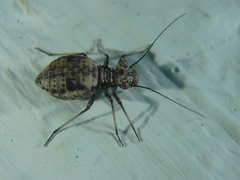 Mesopsocidae