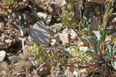 Physaria subumbellata