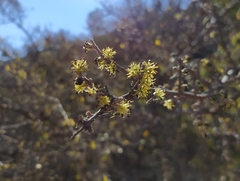 Forestiera phillyreoides