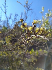 Forestiera phillyreoides